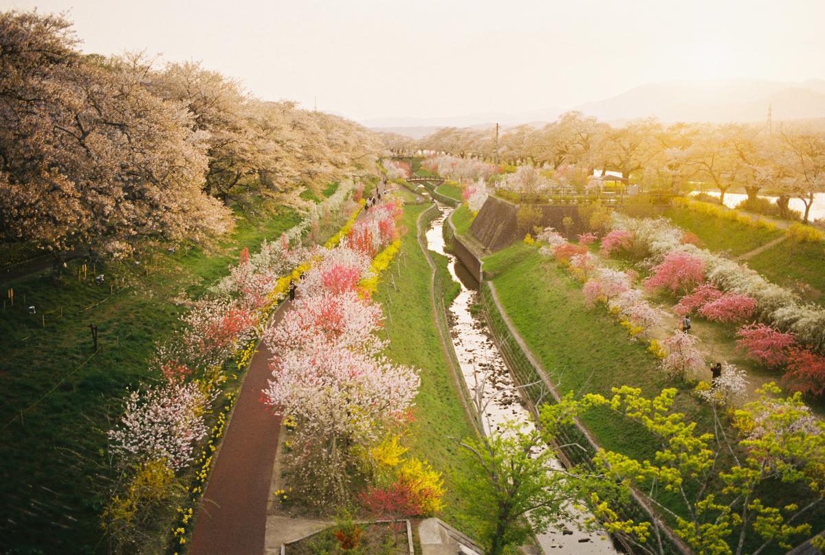 桜の下の、3人 — 38枚目