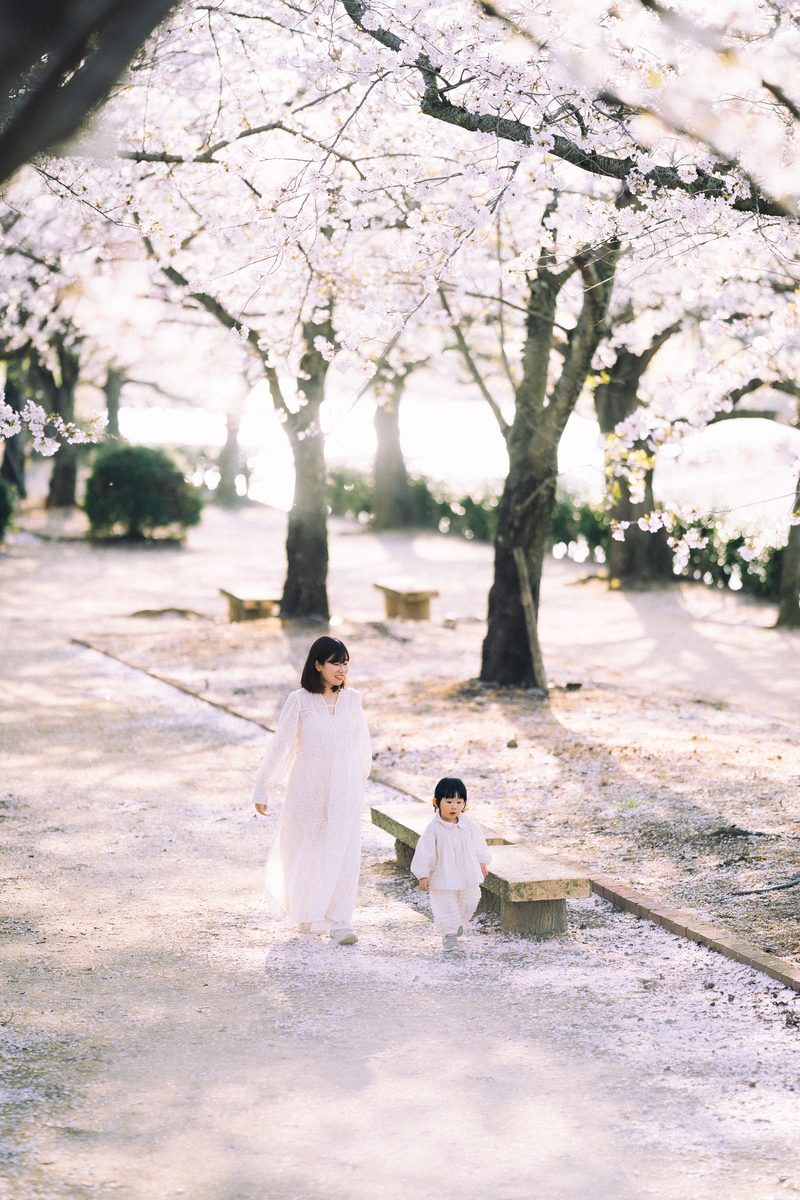 A family under the cherry blossoms in Shikoku