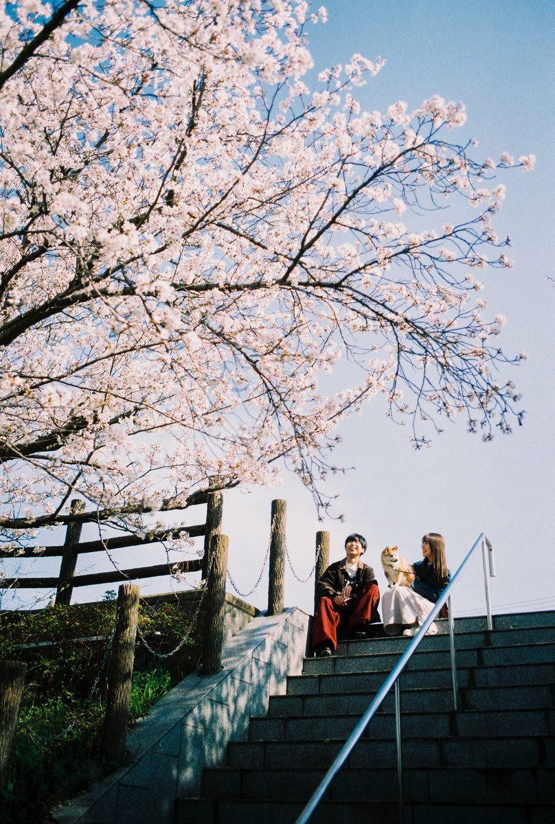 A couple under the cherry blossoms in Kyoto