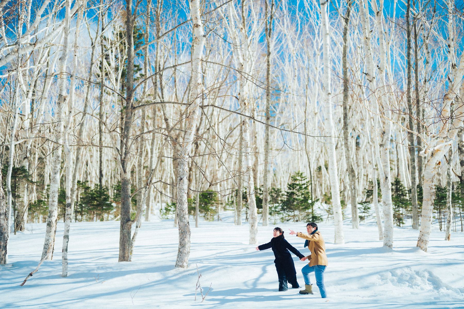 The birch forest