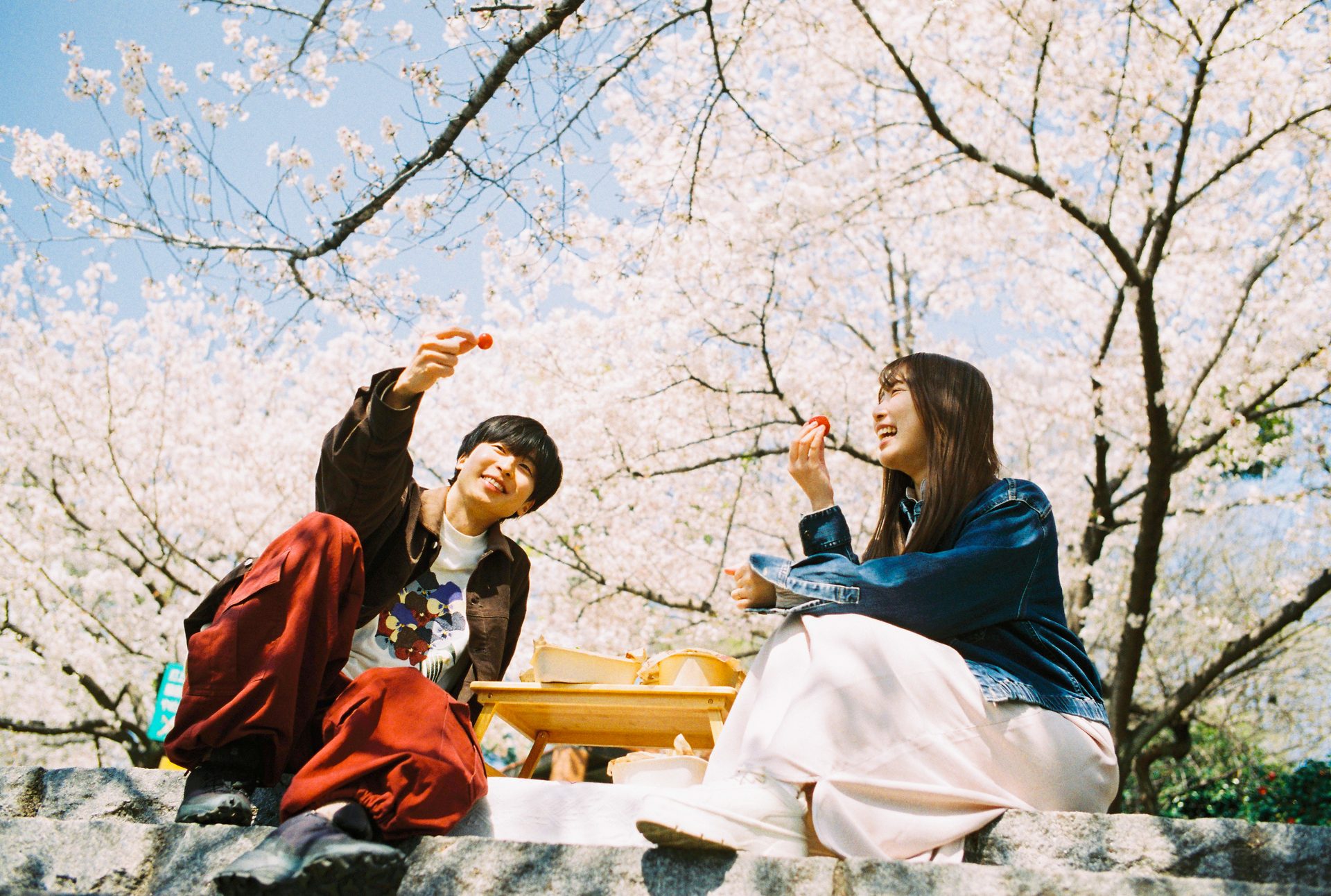 Under the cherry blossoms in Kyoto